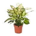 Dieffenbachia isolated