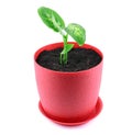 Dieffenbachia isolated. A plant in red pot isolated on a white background. Dumbcane.House plant