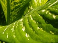 Dieffenbachia leaf