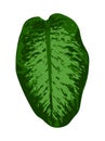 Dieffenbachia leaf