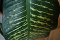 Dieffenbachia leaf Dumb cane. Detaliu frunza, fotografie la interior. Royalty Free Stock Photo
