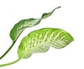 Dieffenbachia leaf dumb cane, Green leaves containing white spots and flecks, Tropical foliage isolated on white background Royalty Free Stock Photo