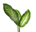 Dieffenbachia leaf dumb cane, Green leaves containing white spots and flecks, Tropical foliage isolated on white background