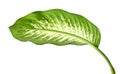 Dieffenbachia leaf Dumb cane, Green leaves containing white spots and flecks, Tropical foliage isolated on white background Royalty Free Stock Photo