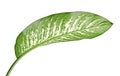 Dieffenbachia leaf dumb cane, Green leaves containing white spots and flecks, Tropical foliage isolated on white background Royalty Free Stock Photo