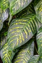 Dieffenbachia leaves detail, fresh green plant