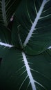 Dieffenbachia, Magnoliophyta, Liliopsida, Alismatales, Araceae