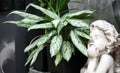 Dieffenbachia Royalty Free Stock Photo