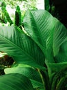 Dieffenbachia Nitidipetiolata Croat & Grayum Royalty Free Stock Photo