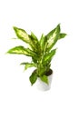 Dieffenbachia overig compacta