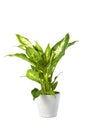 Dieffenbachia overig compacta Royalty Free Stock Photo