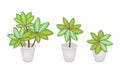 Dieffenbachia Picta Marianne Plants in Three Flowe