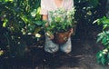 Dieffenbachia picta,planting trees in the garden top view Royalty Free Stock Photo