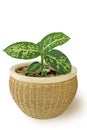 Dieffenbachia plant in cane pot