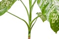 Dieffenbachia plant, houseplant iisolated