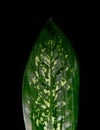 Dieffenbachia plant with large leaf on black background. Dark green houseplant with white spots, close up view