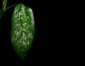 Dieffenbachia plant with large leaves on black background with copy space. Dark green leaves with white spots, close up