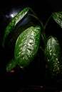 Dieffenbachia plant with large leaves on black background. Dark green leaves with white spots, close up. Fresh houseplant