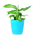 Dieffenbachia plant in pot