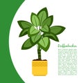 Dieffenbachia plant in pot banner