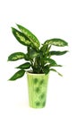 Dieffenbachia plant in pot isolated on white Royalty Free Stock Photo