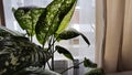 Dieffenbachia plant in a pot by the window. Interior in light colors. Background with plant with green leaves and fabric