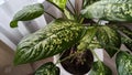 Dieffenbachia plant in a pot by the window. Interior in light colors. Background with plant with green leaves and fabric