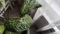 Dieffenbachia plant in a pot by the window. Interior in light colors. Background with plant with green leaves and fabric