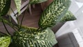 Dieffenbachia plant in a pot by the window. Interior in light colors. Background with plant with green leaves and fabric
