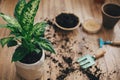 Dieffenbachia plant potted with new soil into new modern pot, and gardening stylish tools, ground ,clay pots on wooden floor.