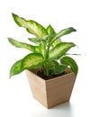 Dieffenbachia plant in wooden pot Royalty Free Stock Photo