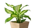 Dieffenbachia plant in wooden pot