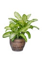 Dieffenbachia in pot plant Dumb cane isolated on white background. clipping path Royalty Free Stock Photo