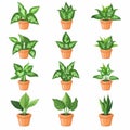 Dieffenbachia Pot Plant Icon Set, Dieffenbachia Plant Flat Design, Abstract Dieffenbachia Symbol