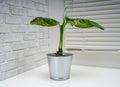 Dieffenbachia Reflektor is a genus of tropical flowering plants