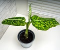 Dieffenbachia Reflektor is a genus of tropical flowering plants