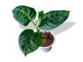 Dieffenbachia Reflektor is a genus of tropical flowering plants