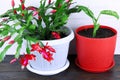 Dieffenbachia and Schlumbergera. House plants in red and white pot on a wooden background. Dumbcane.House plant