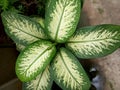 Dieffenbachia seguine Royalty Free Stock Photo