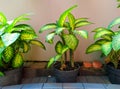 Dieffenbachia seguine Royalty Free Stock Photo