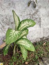 Dieffenbachia seguine known as dumbcane or tuftroot very populer as ornamental plant