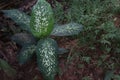 dieffenbachia seguine leaf plant on farm