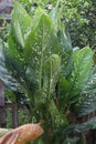 dieffenbachia seguine leaf plant on farm