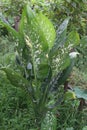 dieffenbachia seguine leaf plant on farm