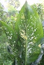 dieffenbachia seguine leaf plant on farm