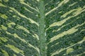 Dieffenbachia seguine leaf. Royalty Free Stock Photo