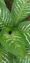 Dieffenbachia seguine , seguine Dieffenbachia leaf usefull garden plant Royalty Free Stock Photo