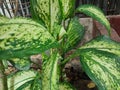 Dieffenbachia Seguine, tropical plants with beautiful texture green leaves.