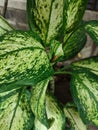 Dieffenbachia Seguine, tropical plants with beautiful texture green leaves.