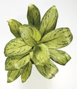 Dieffenbachia